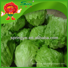 no rotten Grenn leaf lettuce priemium goods with lowest price